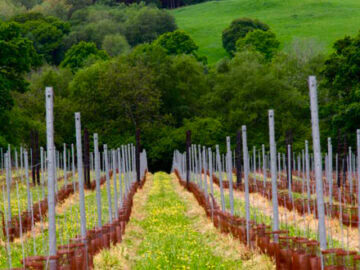 Planning and planting of the Vines in 2015 - Busi Jacobsohn