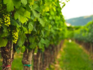 Douglas Jacobsohn learns the vine art of viticulture - Busi Jacobsohn