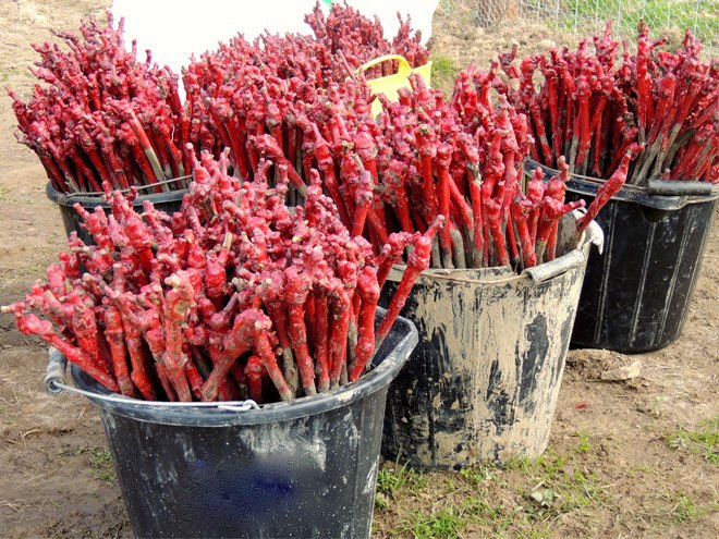 Planting the Vineyard