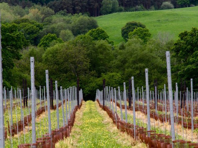 Planting the Vineyard
