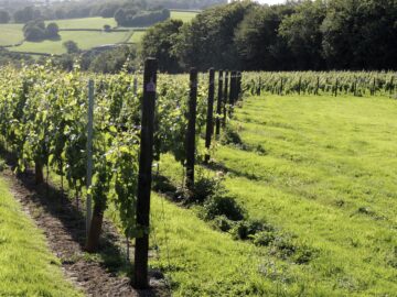 British wine makers are taking on Champagne - Busi Jacobsohn