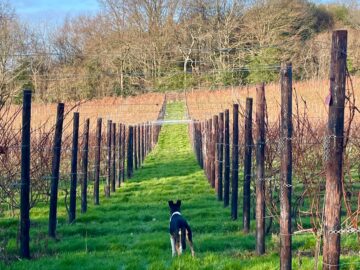 Pruning and Valentine’s Day - Busi Jacobsohn