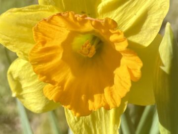Springing into Flower - Busi Jacobsohn