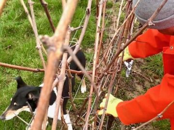 Pruning Done, Buds Emerging in the vineyard - Busi Jacobsohn