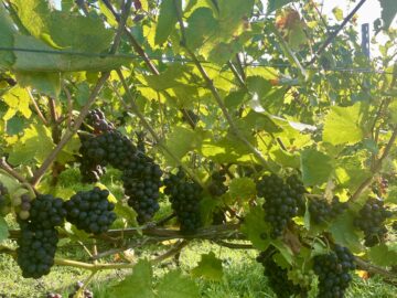 At the vineyard  – Harvest Approaches - Busi Jacobsohn