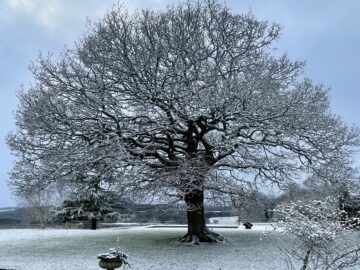 The Sparkle of Winter 2024 - Busi Jacobsohn