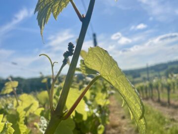 Open Day, Awards & Food Pairings - Busi Jacobsohn