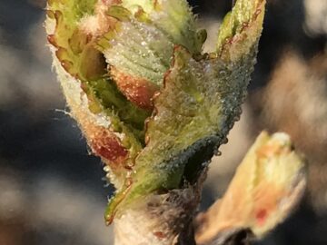 Bud burst & Wine release - Busi Jacobsohn
