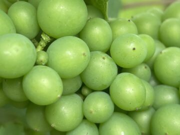 Busi Jacobsohn – Life is so la la, in the vineyard - Busi Jacobsohn
