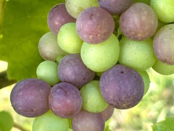 Changes in the vineyard as the season turns  –  Busi Jacobsohn vineyard - Busi Jacobsohn