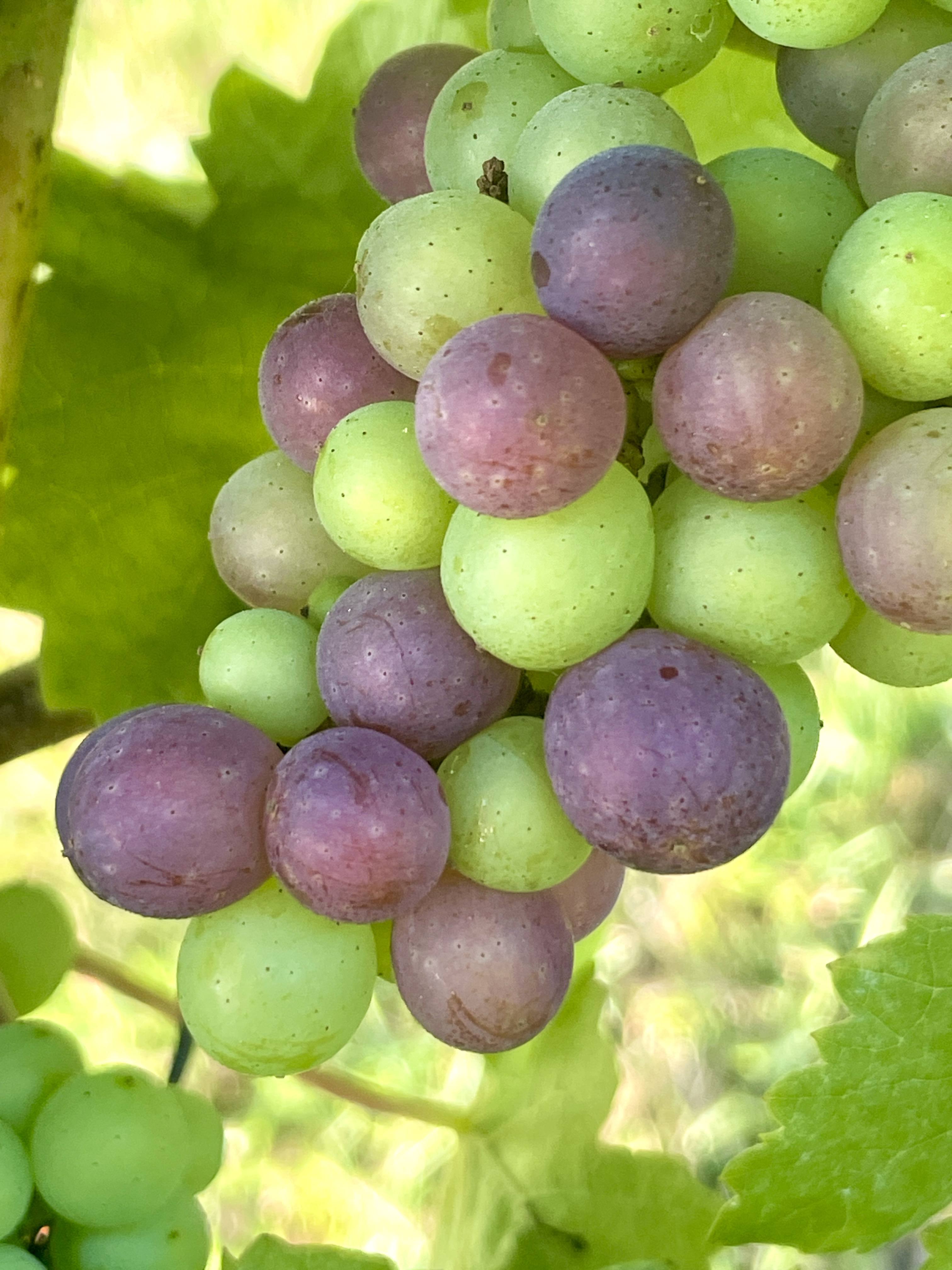 Changes in the vineyard as the season turns  –  Busi Jacobsohn vineyard - Busi Jacobsohn Changes in the vineyard as the season turns  –  Busi Jacobsohn vineyard - Busi Jacobsohn