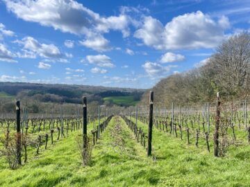 Gold Medal & Vineyard Highlights - Busi Jacobsohn