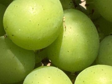 Celebrating New Awards & The Magic in the Vineyard - Busi Jacobsohn