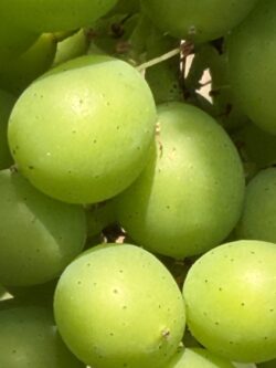 Celebrating New Awards & The Magic in the Vineyard - Busi Jacobsohn
